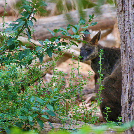 a kangaroo in the woods