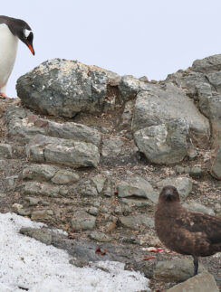 a penguin and a bird on a rock