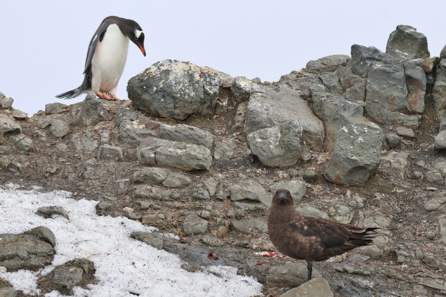 a penguin and a bird on a rock