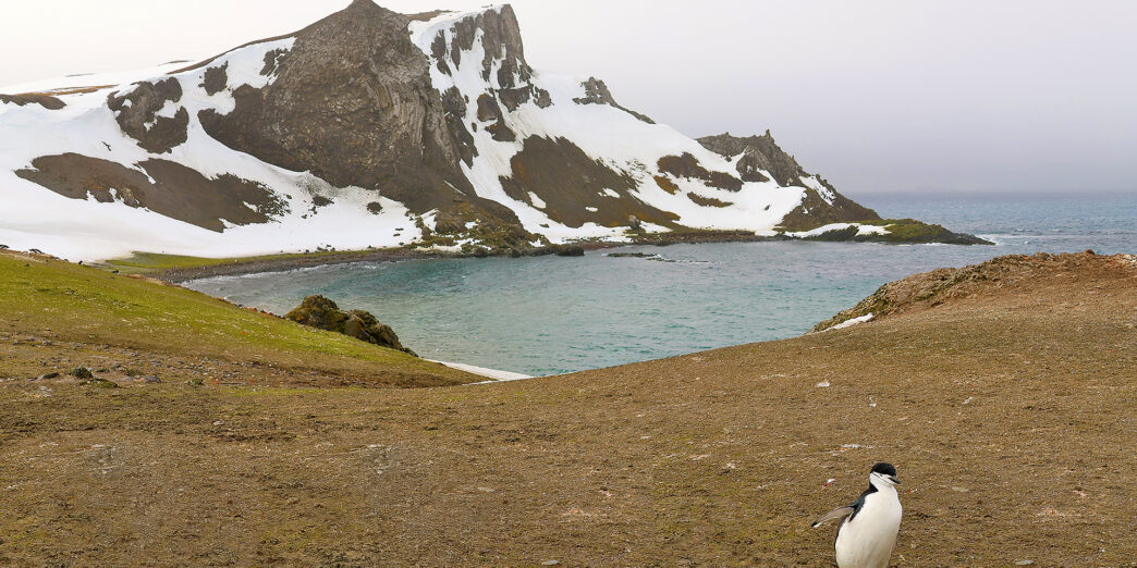a penguin standing on the ground near a body of water