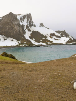 a penguin standing on the ground near a body of water