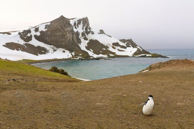 a penguin standing on the ground near a body of water
