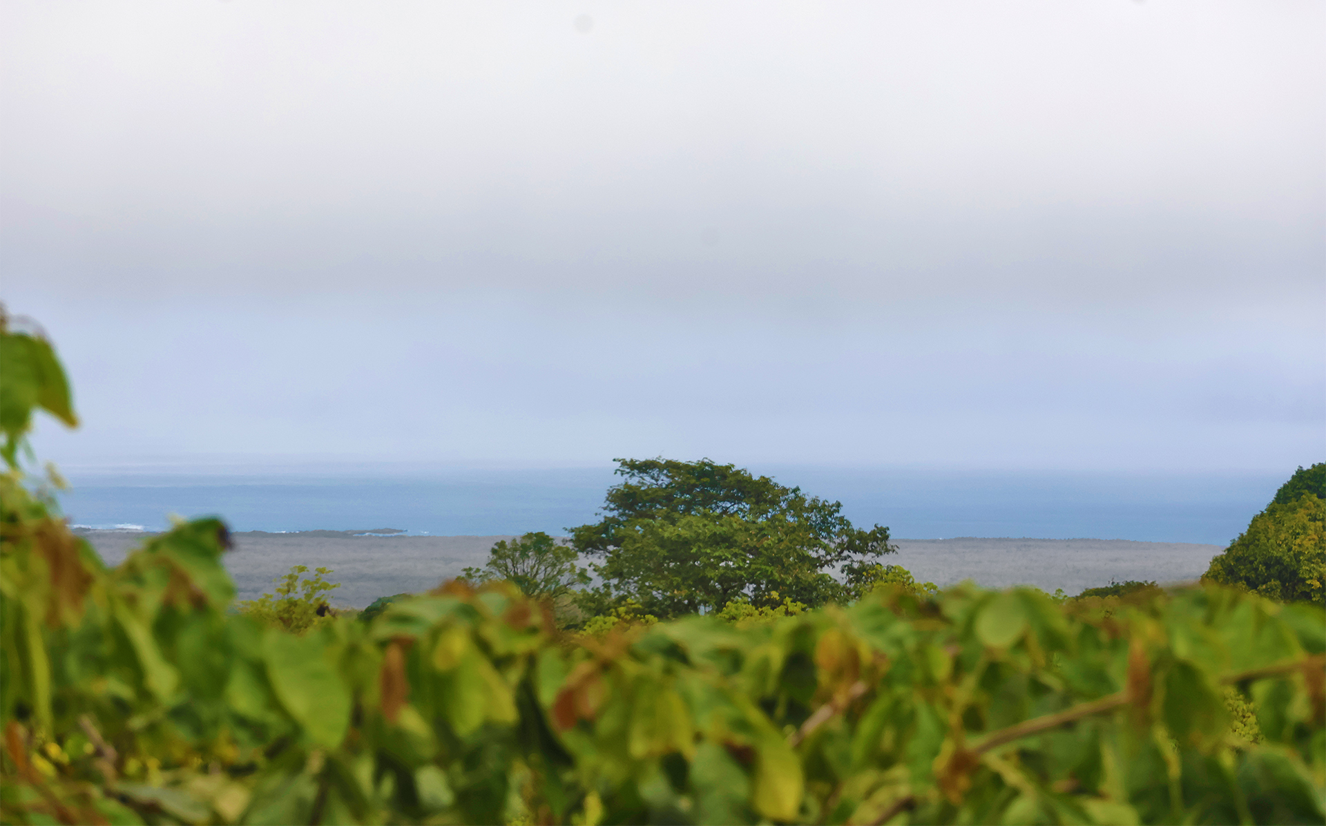 a green bushes with trees and a body of water in the background