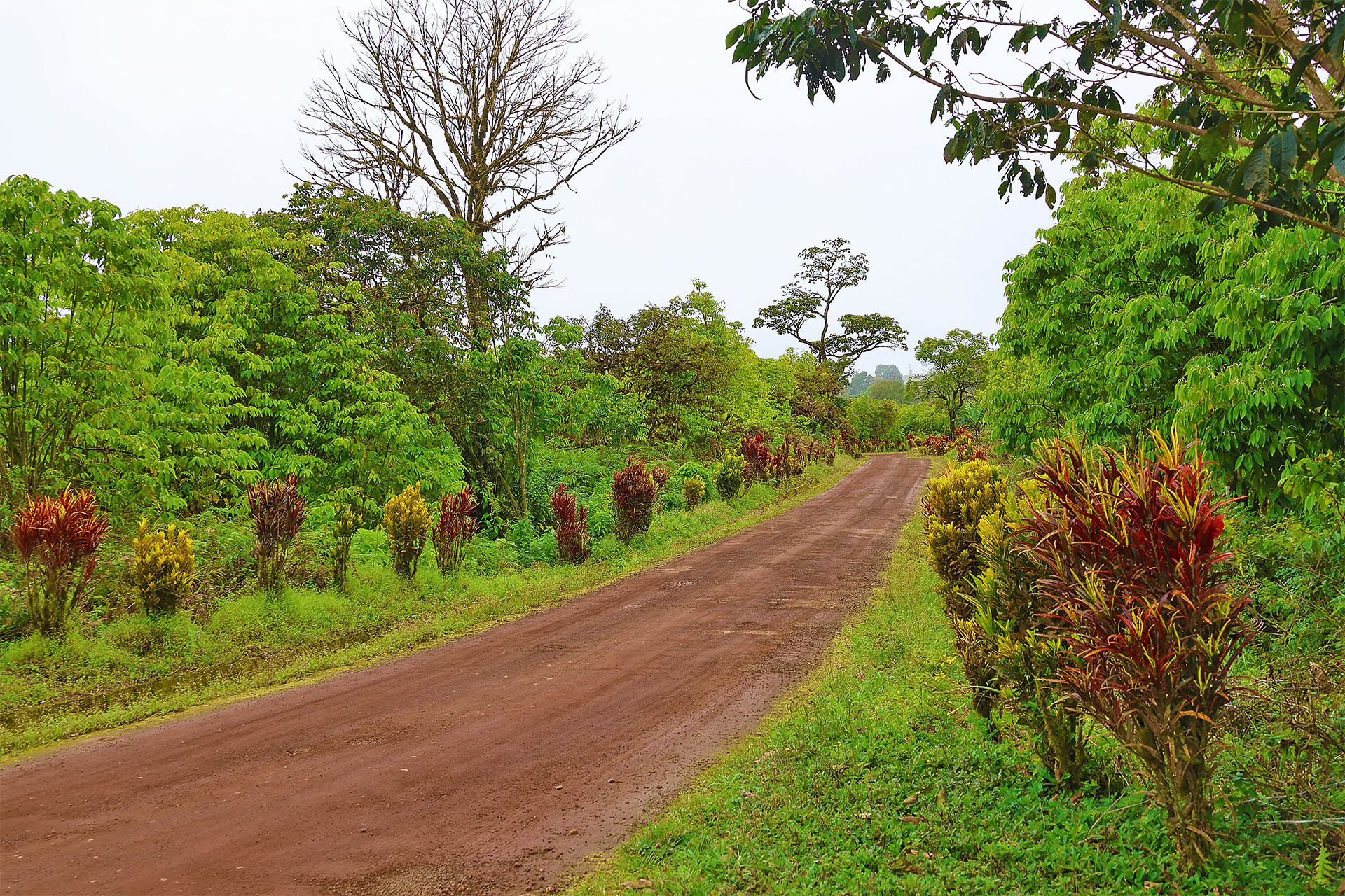 a dirt road surrounded by trees