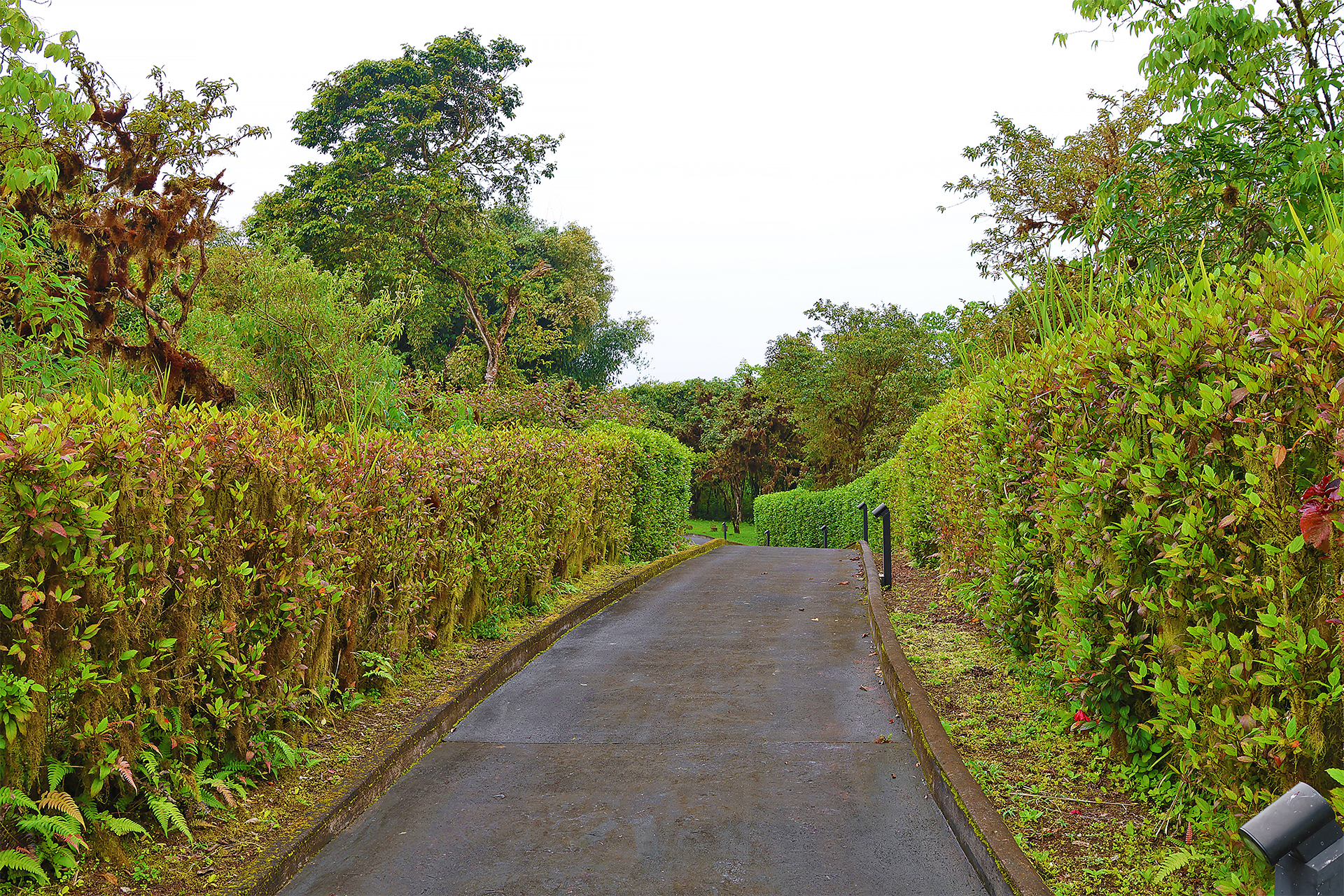 a road with bushes and trees