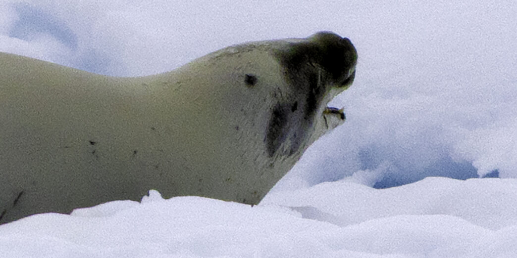 a seal on the snow