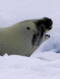 a seal on the snow