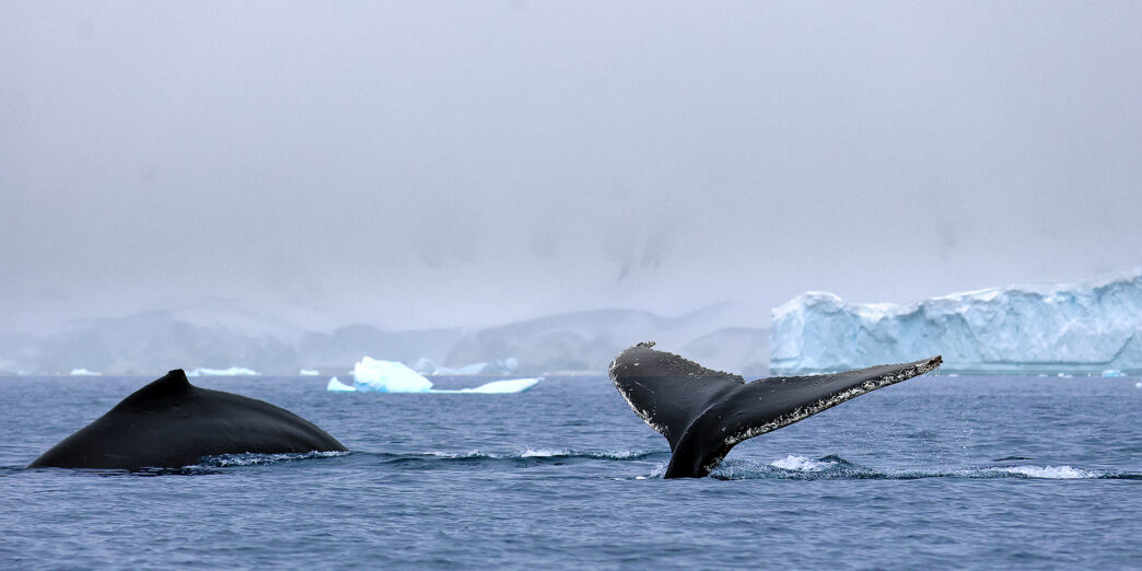 a whale tail in the water