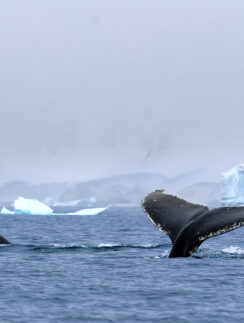 a whale tail in the water