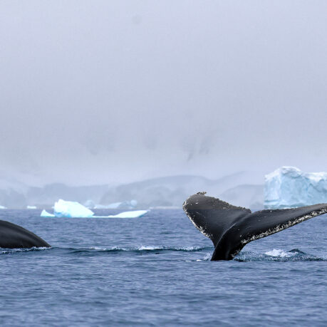 a whale tail in the water