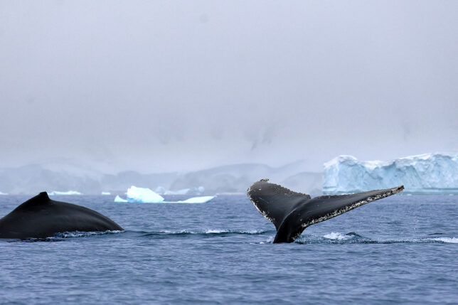 a whale tail in the water