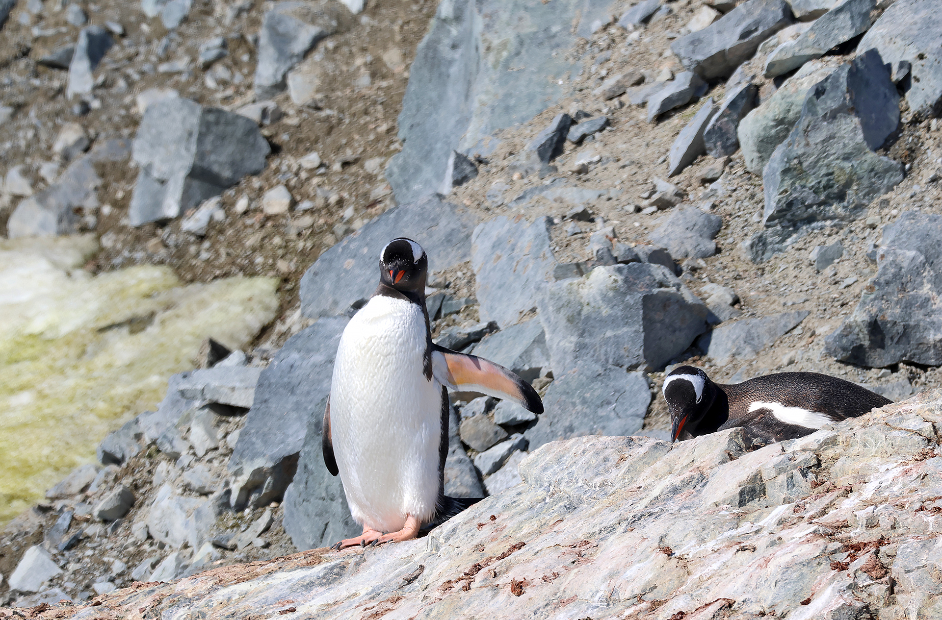 a group of penguins on a rocky hill