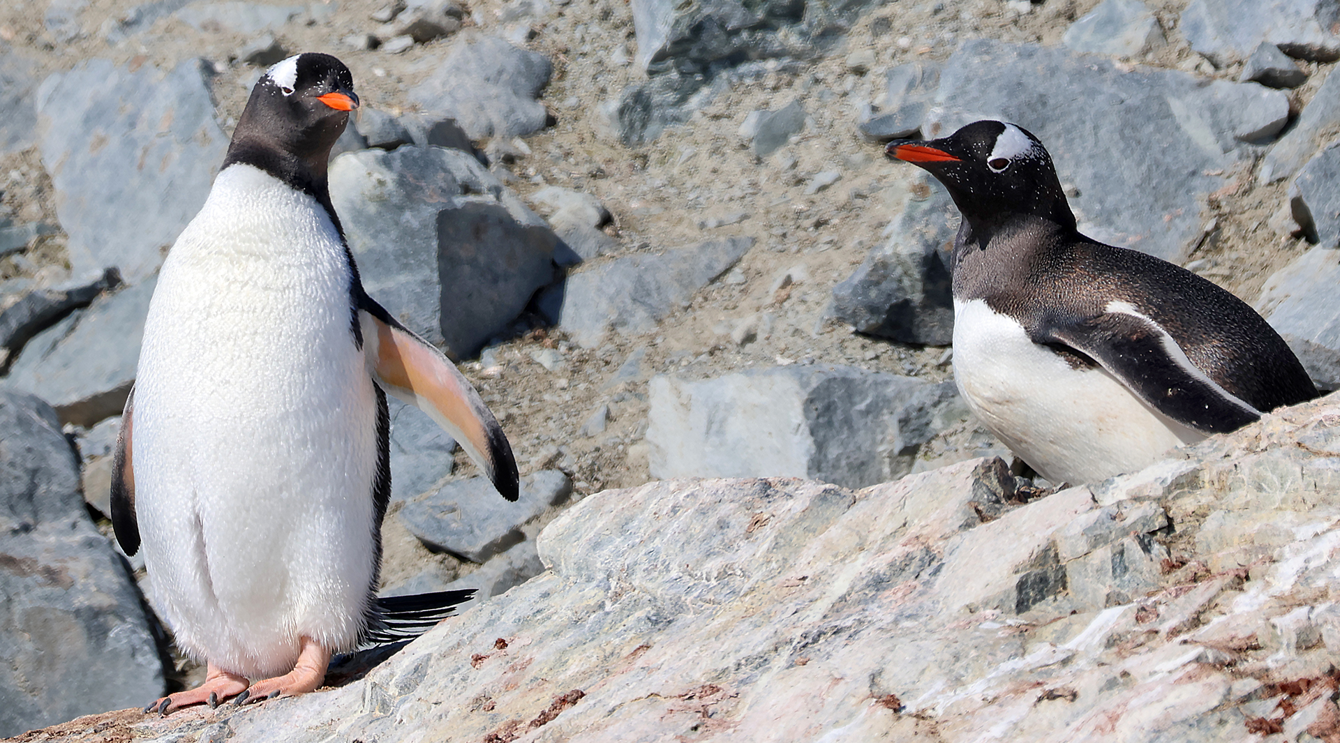two penguins standing on rocks