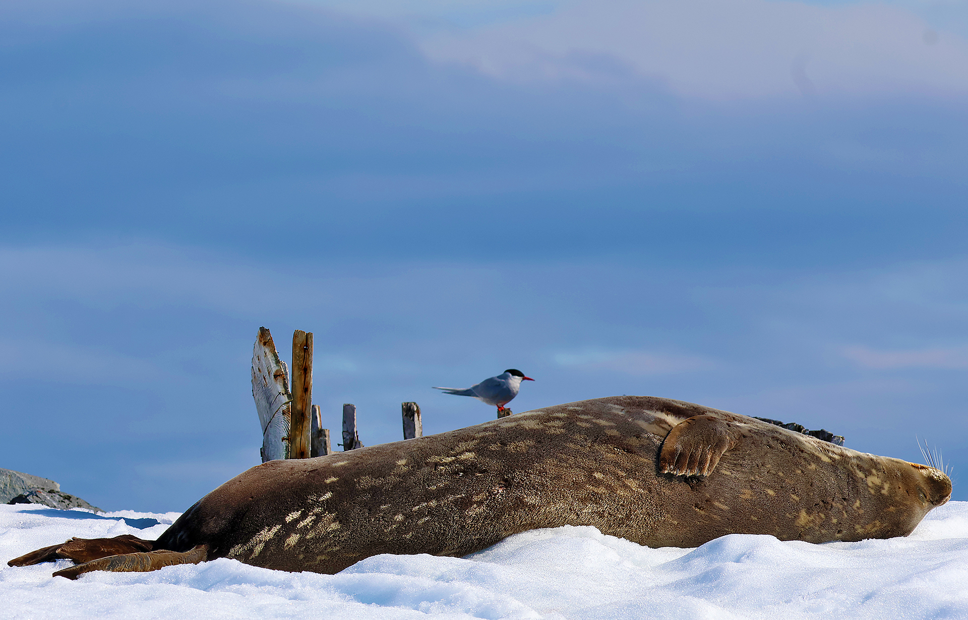 a sea lion lying on snow