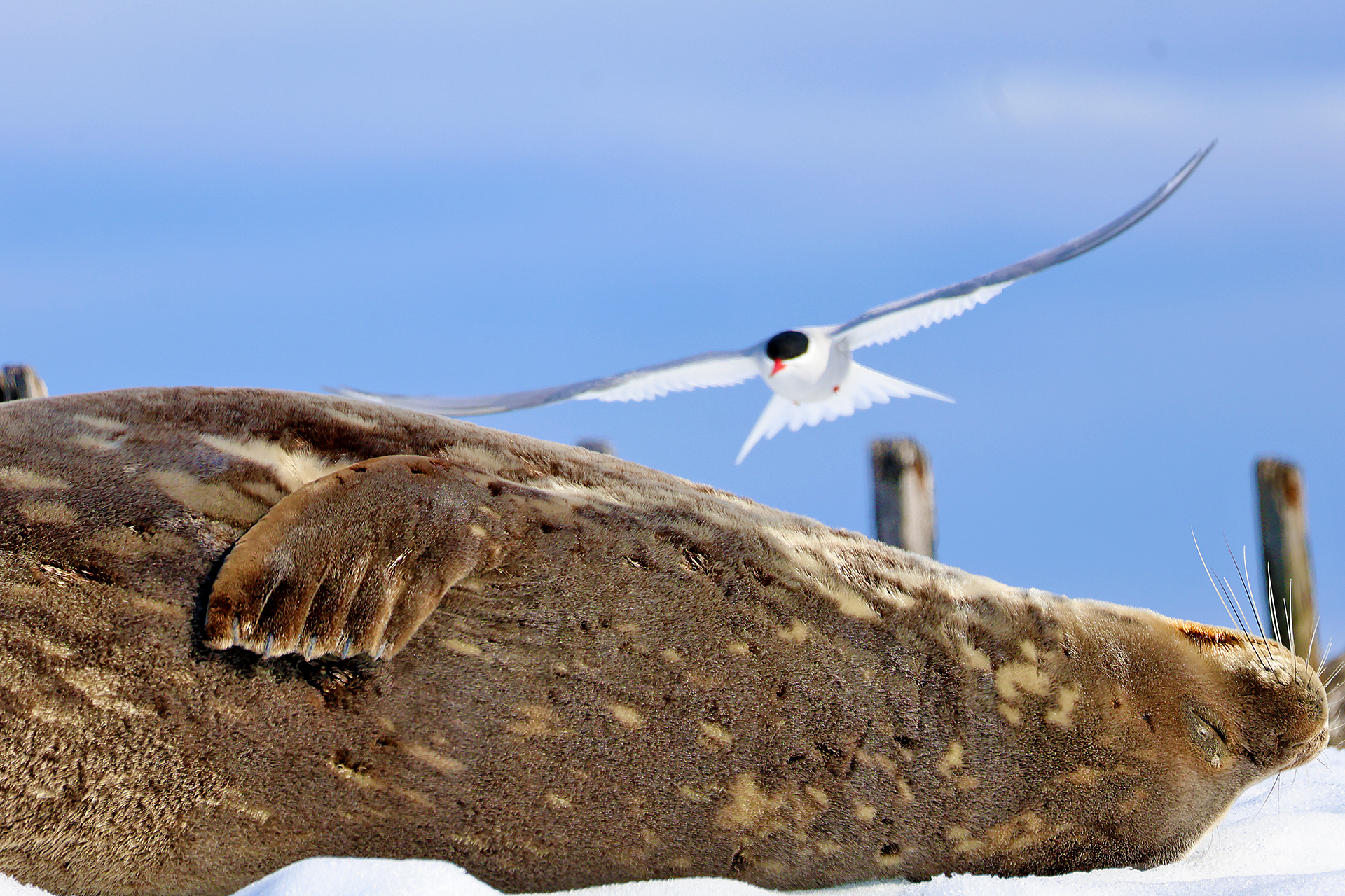 a seagull flying over a seal