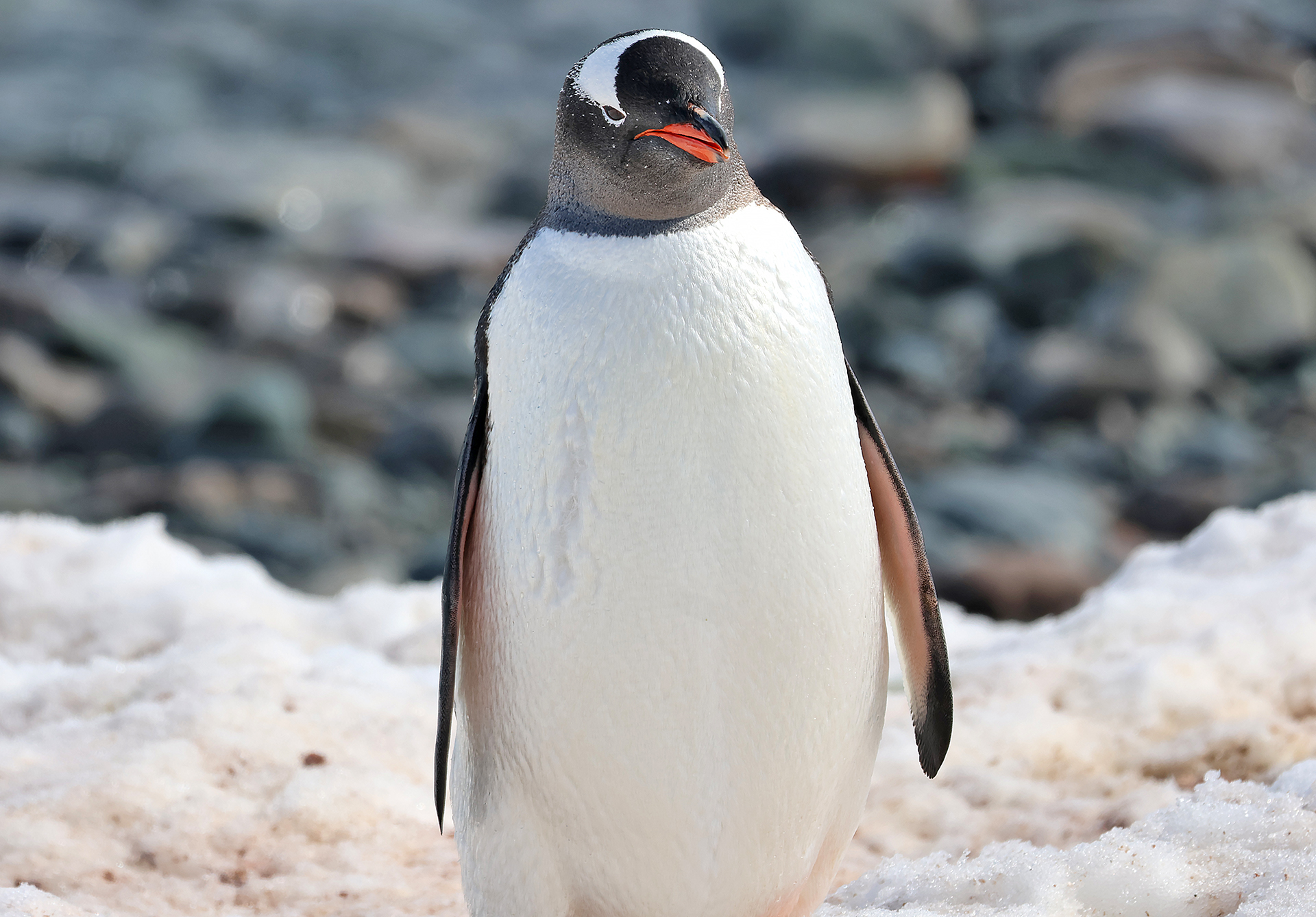a penguin standing on snow