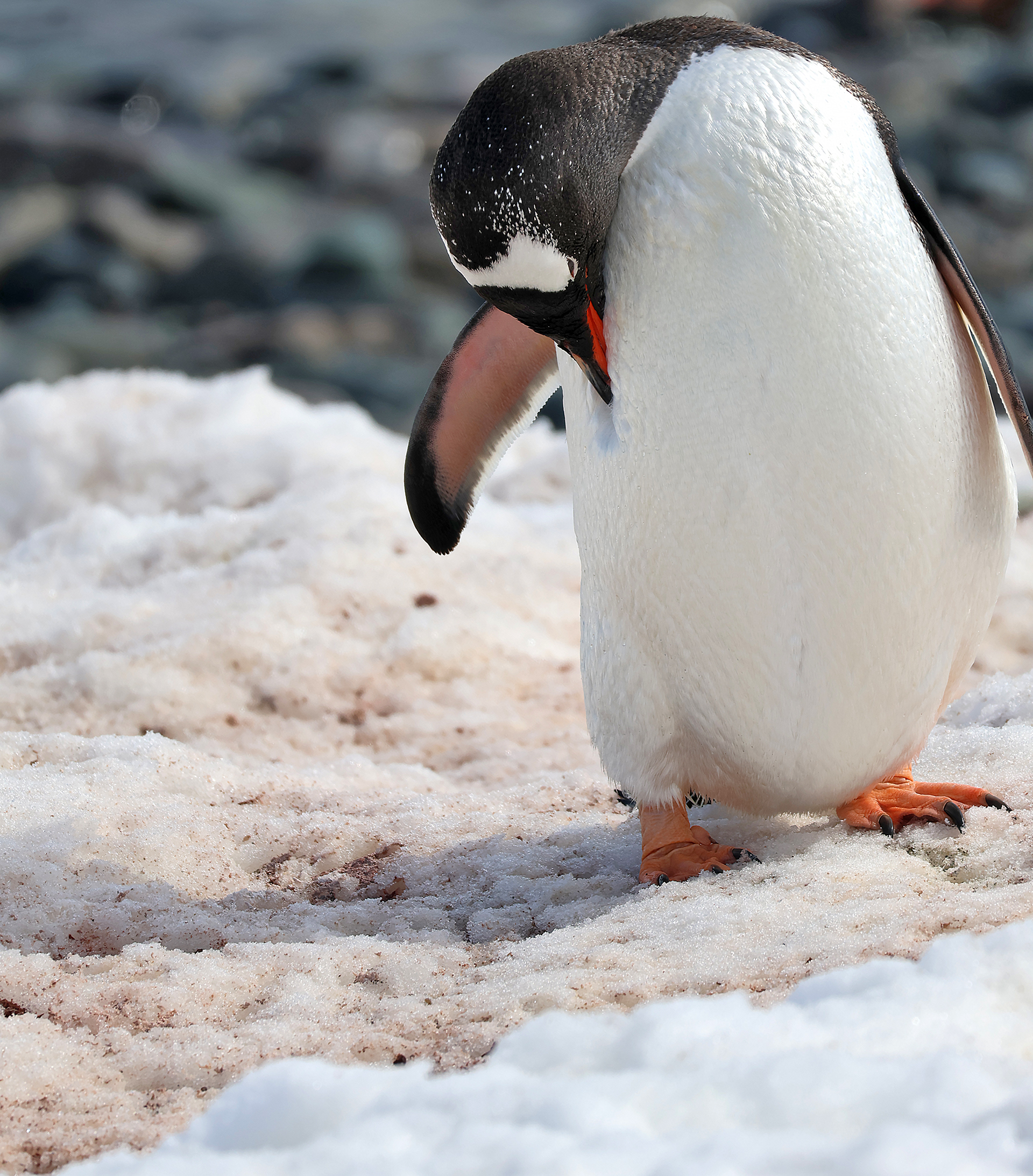 a penguin standing on snow