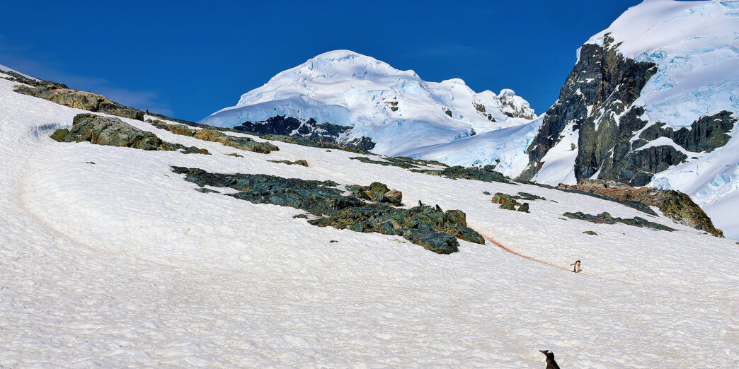 a penguin on a snowy mountain