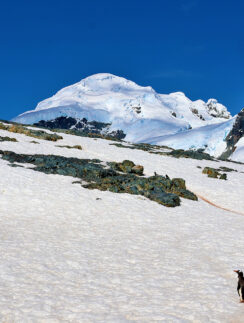 a penguin on a snowy mountain