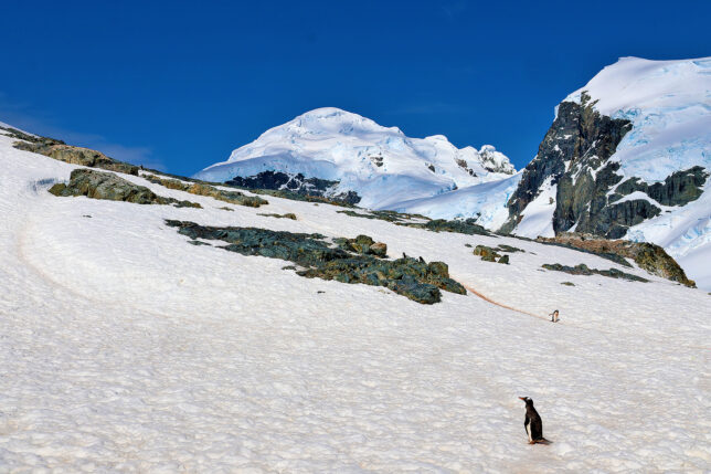 a penguin on a snowy mountain