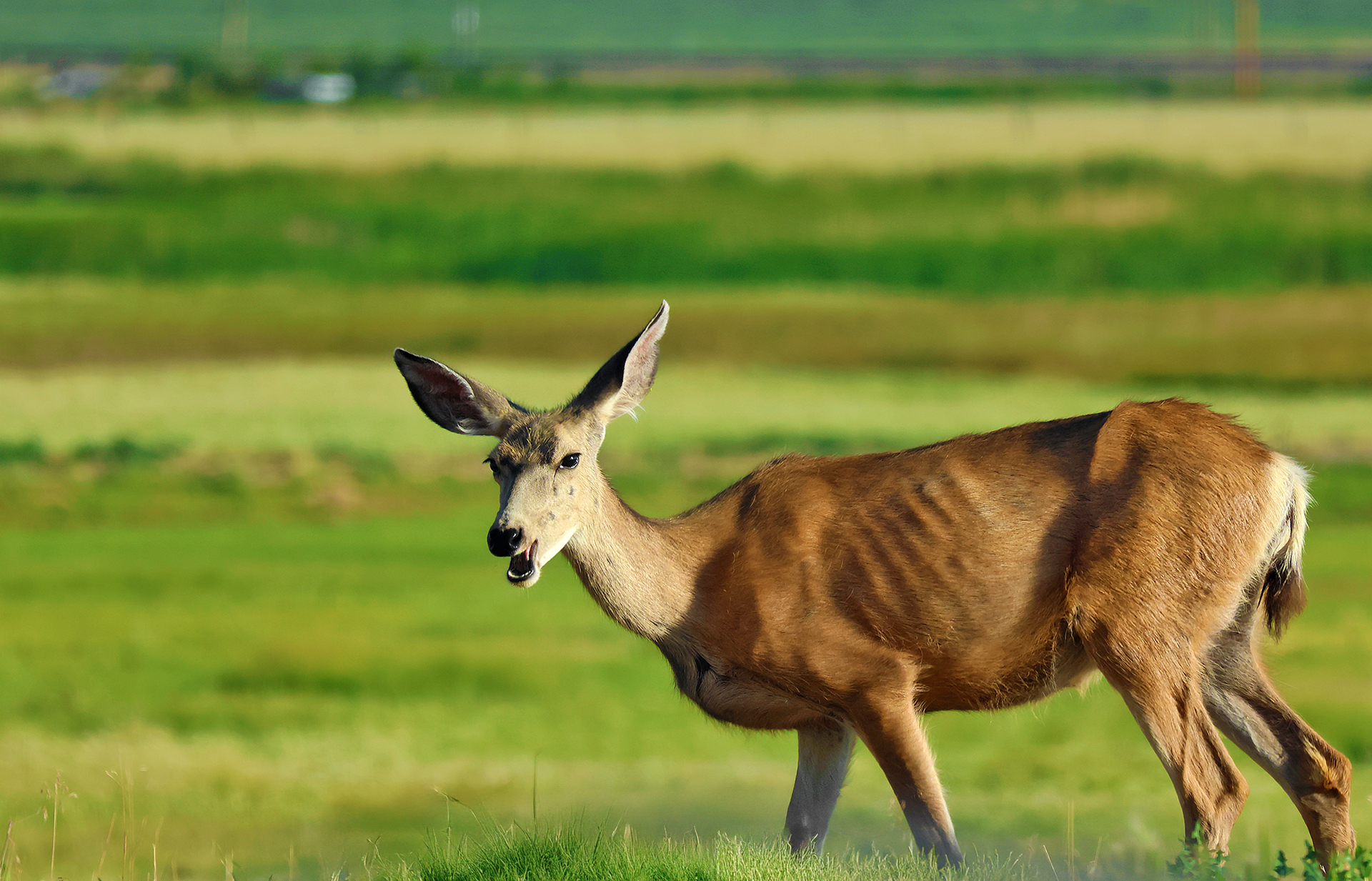 Dear Deer. Oh, Deer. Sunday Morning Photograph.